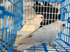 Love bird